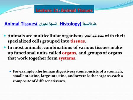 Animal Tissues أنسجة الحيوان (Histology علم الأنسجة ) Animals are multicellular organisms كائنات عديدة الخلايا with their specialized cells grouped into.