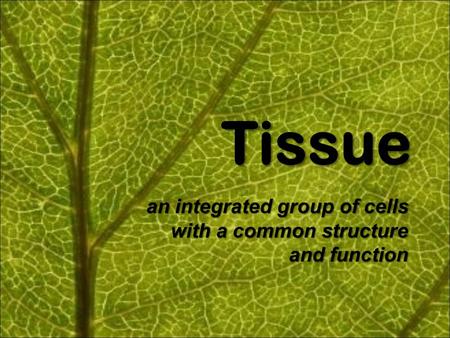 Tissue Tissue an integrated group of cells with a common structure and function.