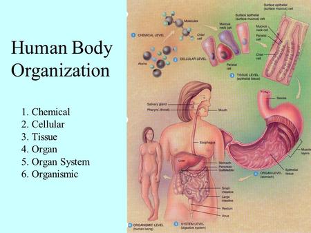 1. Chemical 2. Cellular 3. Tissue 4. Organ 5. Organ System 6. Organismic Human Body Organization.