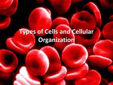 Types of Cells and Cellular Organization. Two Basic Cell Types Prokaryotes: “Pro”= before; “karyon”= nucleus “Pro”= before; “karyon”= nucleus Cells that.