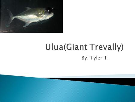 By: Tyler T.. Japanese: Ronin-Aji Hawaiian: Ulua Scientific: Caranx Ingnobilis English: Giant Trevally.