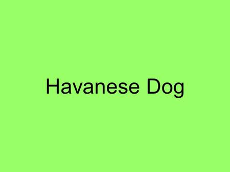 Havanese Dog. Table of Contents 1 Food 2 Babies 3 Habitat 4 Description 5 Interesting Facts 6 Ending Comment 7 Credits.