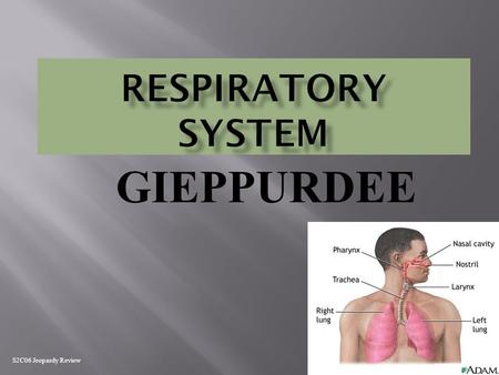 GIEPPURDEE S2C06 Jeopardy Review Gas Exchange Respiratory Systems Breathing Gas Transport Random 100 200 300 400 500.