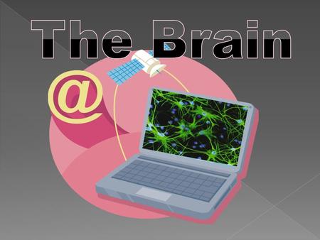 Frontal lobe Temporal lobe Occipital lobe Parietal lobe Frontal association area Speech Smell Hearing Auditory association area Vision Visual association.