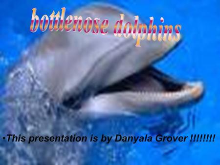 This presentation is by Danyala Grover !!!!!!!!. Bottlenose dolphins don’t chew their food instead they swallow the food whole. The food bottlenose dolphins.