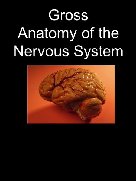 Gross Anatomy of the Nervous System. Rostral toward the nose Caudal toward the tail Dorsal toward the back Ventral toward the belly Medial toward.