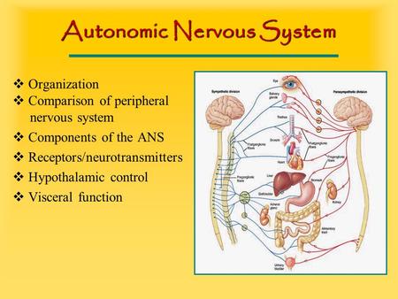 Autonomic Nervous System