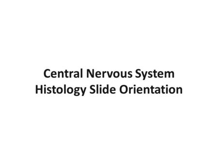 Central Nervous System Histology Slide Orientation