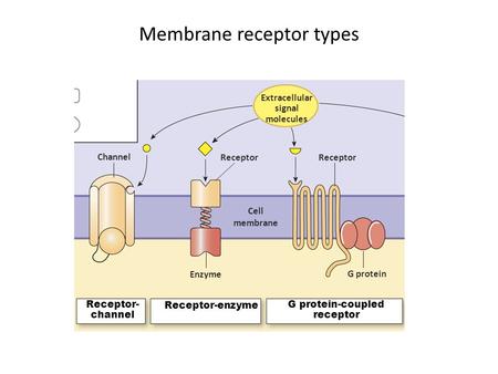 Membrane receptor types