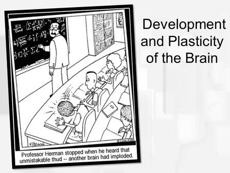 Development and Plasticity of the Brain