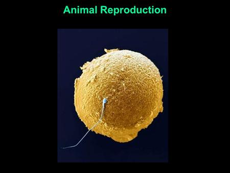 Animal Reproduction. Advantage of sexual reproduction: Advantage of asexual reproduction: