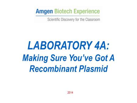 Making Sure You’ve Got A Recombinant Plasmid