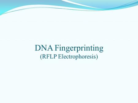 (RFLP Electrophoresis)