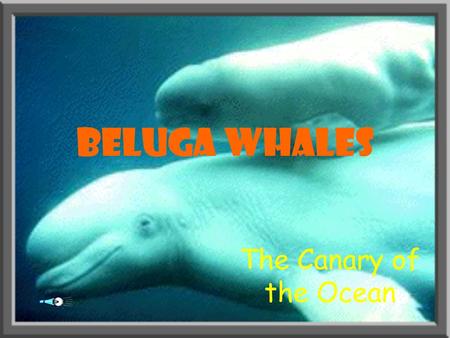 Beluga Whales The Canary of the Ocean Body Parts.