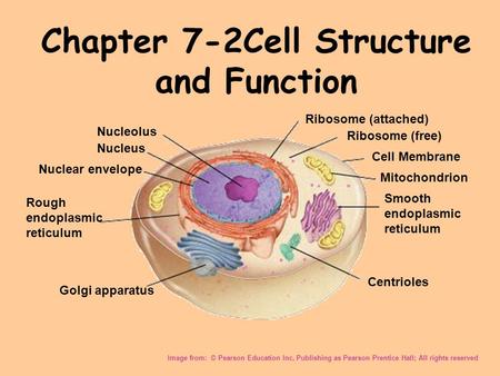 Chapter 7-2Cell Structure and Function Image from: © Pearson Education Inc, Publishing as Pearson Prentice Hall; All rights reserved Nucleolus Nucleus.