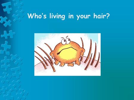 Who’s living in your hair?. What are head lice ? Small insects with six legs Size of a pin head or sesame seed.