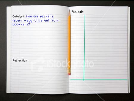 Catalyst: How are sex cells (sperm + egg) different from body cells? Reflection: Meiosis.