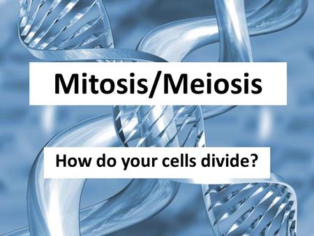 Mitosis/Meiosis How do your cells divide?. A few words before we start….. Haploid:n one set of chromosomes Diploid: 2n two sets of chromosomes.