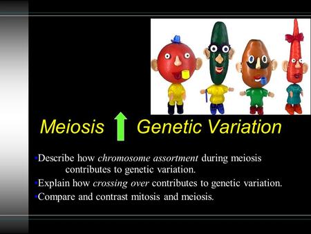 Meiosis Genetic Variation Describe how chromosome assortment during meiosis contributes to genetic variation. Explain how crossing over contributes to.