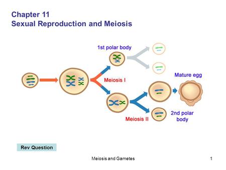 Sexual Reproduction and Meiosis