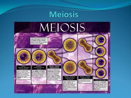 Meiosis.