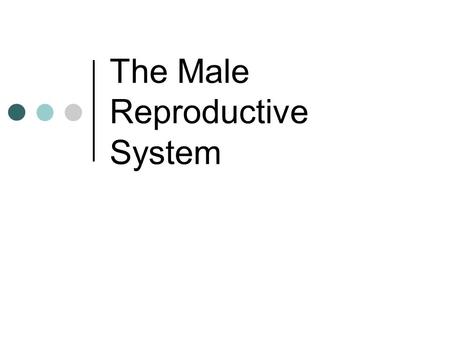 The Male Reproductive System