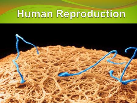 Human Reproduction.