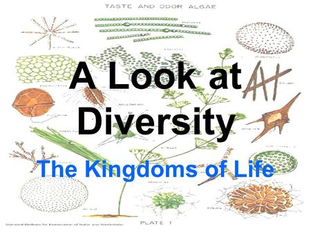 A Look at Diversity The Kingdoms of Life. The Kingdoms Animalia Plantae Fungi Protista or Protoctista Archaea Eubacteria.