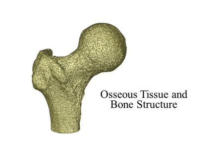 H a p t e r Osseous Tissue and Bone Structure. An Introduction to the Skeletal System  Skeletal system includes:  Bones of the skeleton  Cartilages,