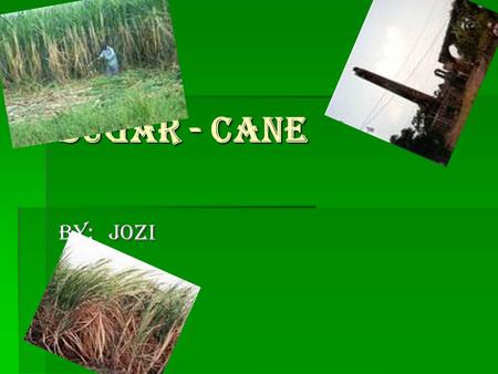 Sugar - cane BY:Jozi. History of sugar  Sugar cane is a grass and the source of 70% of the world's sugar which is extracted from the sweet, juicy stems.