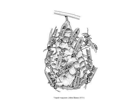 Vespid wasp nest. (After Blaney 1976.). Figure 12.1 First-instar nymphs of the subsocial aphid Pseudoregma alexanderi (Hemiptera: Hormaphidinae): (a)