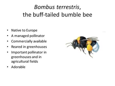 Bombus terrestris, the buff-tailed bumble bee Native to Europe A managed pollinator Commercially available Reared in greenhouses Important pollinator in.