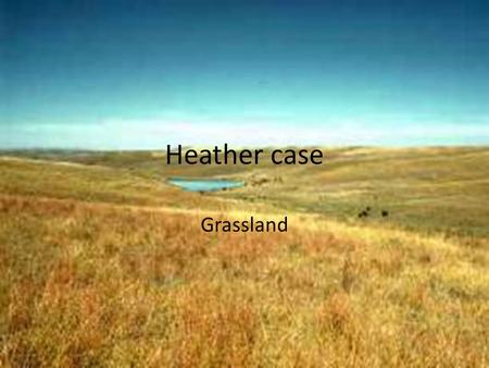 Heather case Grassland. The locate African Elephant Bison Black Rhinoceros Black-footed Ferret.