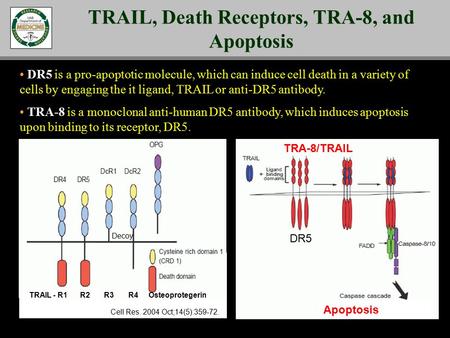 DR5 is a pro-apoptotic molecule, which can induce cell death in a variety of cells by engaging the it ligand, TRAIL or anti-DR5 antibody. TRA-8 is a monoclonal.