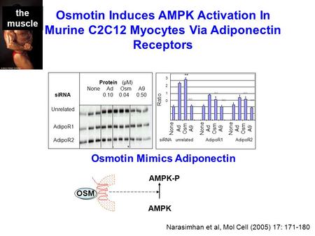 SiRNA unrelated AdipoR1 AdipoR2 None Ad Osm A9 None Ad Osm A9 None Ad Osm A9 Ratio 32103210 ** Protein (μM) None Ad Osm A9 0.10 0.04 0.50 siRNA Unrelated.