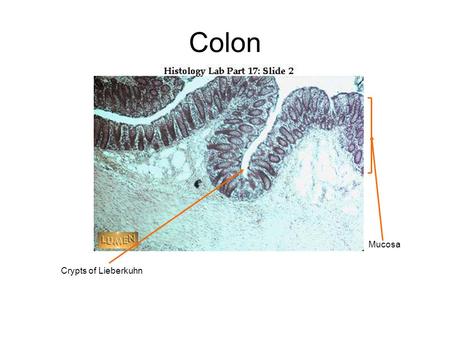 Colon Crypts of Lieberkuhn Mucosa. GI Tract MucosaSubmucosa Circular Portion of the Muscularis Externum Longitudinal Portion of the Muscularis Externum.