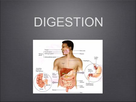 DIGESTION.