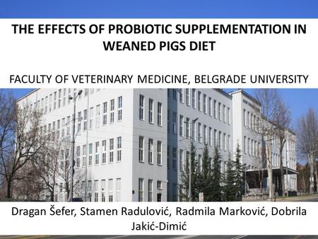 THE EFFECTS OF PROBIOTIC SUPPLEMENTATION IN WEANED PIGS DIET