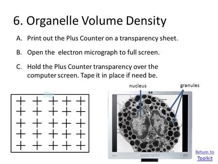 6. Organelle Volume Density A.Print out the Plus Counter on a transparency sheet. B.Open the electron micrograph to full screen. C.Hold the Plus Counter.