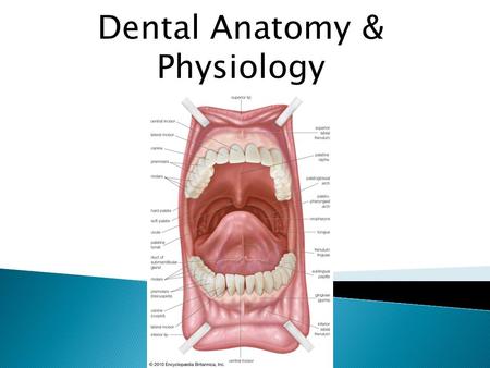 Dental Anatomy & Physiology