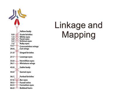 Linkage and Mapping. Figure 4-8 For linked genes, recombinant frequencies are less than 50 percent.