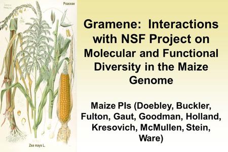 Gramene: Interactions with NSF Project on Molecular and Functional Diversity in the Maize Genome Maize PIs (Doebley, Buckler, Fulton, Gaut, Goodman, Holland,