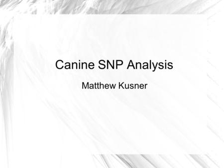 Canine SNP Analysis Matthew Kusner. Background Samples – Studying Progressive Retinal Atrophy (PRA) – 8 affected & 2 unaffected Italian Greyhounds SNP.