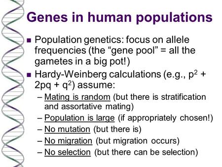 Genes in human populations n Population genetics: focus on allele frequencies (the “gene pool” = all the gametes in a big pot!) n Hardy-Weinberg calculations.