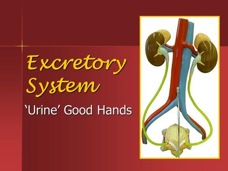 Excretory System ‘Urine’ Good Hands.