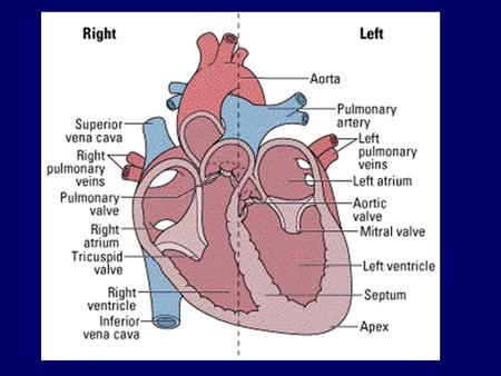 Learning objectives E - Label the different parts of the heart C - Describe the heart cycle, including the roles of the SAN, AVN & bundle of His A – Explain.