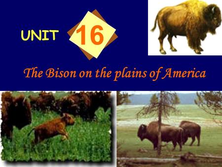 UNIT 16 The Bison on the plains of America Who were the first settlers on the plains of America? And how did they live? Native Americans. They lived.