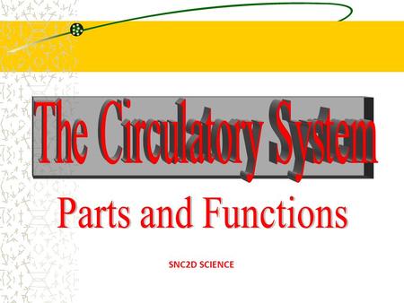 SNC2D SCIENCE. Main Functions 1)Carries oxygen from lungs to cells 2)Carries carbon dioxide from cells to lungs 3)Carries nutrients from intestines to.