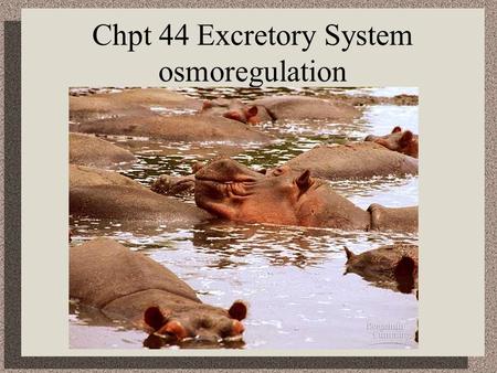 Chpt 44 Excretory System osmoregulation. I. Osmoregulation – *management of the body’s water content & solute concentration *absorption & excretion of.