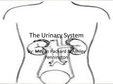 The Urinary System By: Megan Packard & Ashley Pennington.